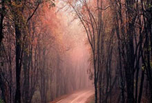 开云体育登录-狼堡狂飙！7战6胜的绿色风暴如何撕裂德甲格局