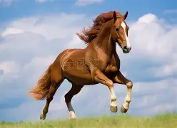 马拉加中拿天意,领衔称王位朝苍蹁 马拉加中拿天意,领衔称王位朝苍蹁