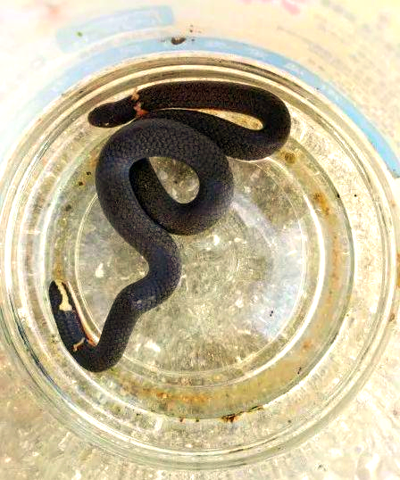 开云体育-毒蛇备受瞩目！夺得三连胜大比分领跑西部的简单介绍